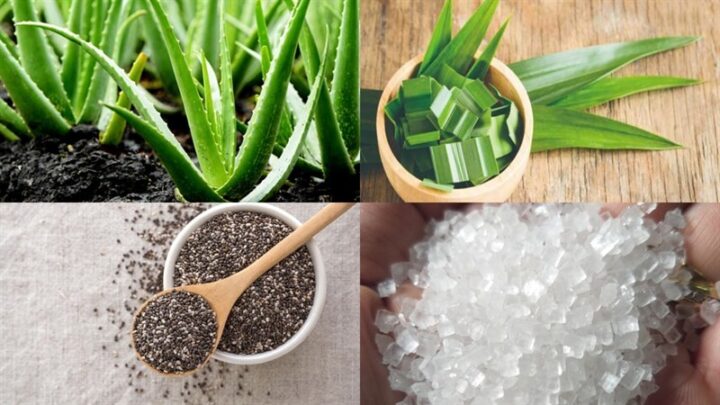 Nguyên liệu chính cho món nha đam hạt chia đường phèn