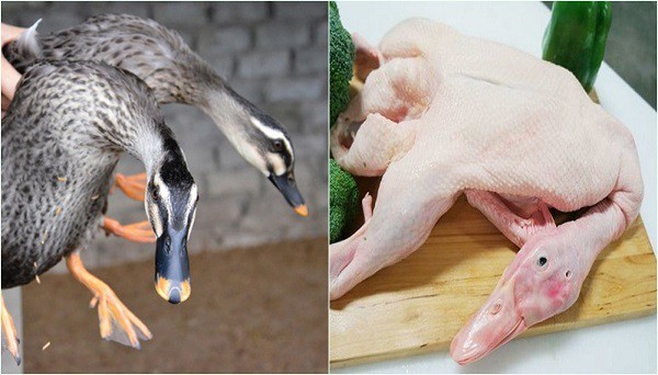 Chọn vịt tươi ngon cho món vịt nấu măng
