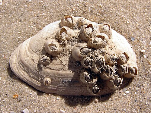 500px Balanus improvisus on Mya arenaria shell