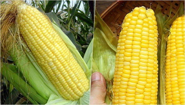 Cách chọn bắp ngô tươi ngon, hạt mẩy đều để nấu chè bắp sữa tươi