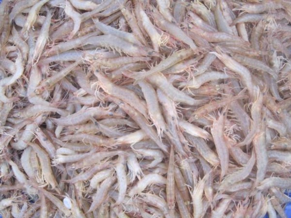 Tôm đất tươi chuẩn bị cho cách nấu bún tôm Bình Định ngon đúng điệu