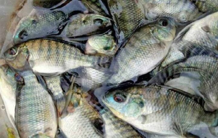 Cá rô phi tươi ngon bơi khỏe để làm bún cá Hà Nội