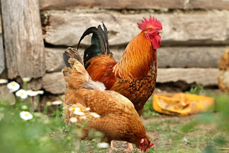 Chọn gà ta hoặc gà Tam Hoàng để nấu cà ri gà nước cốt dừa đảm bảo thịt dai ngon
