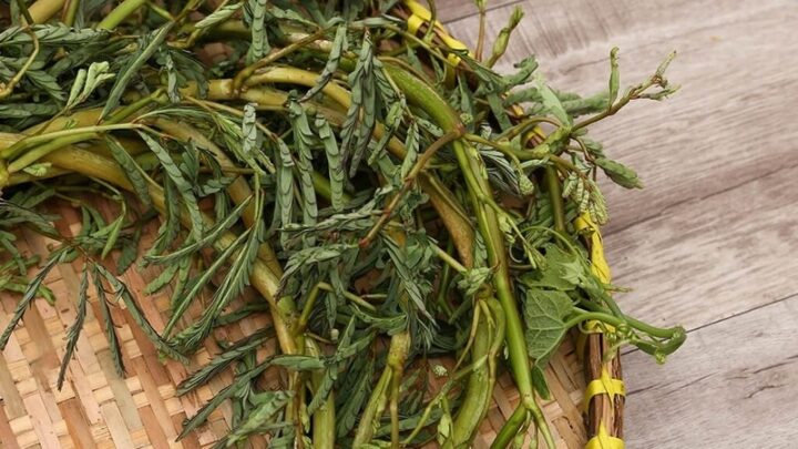 Hình ảnh bát canh chua rau nhút cá trê thơm ngon, giải nhiệt