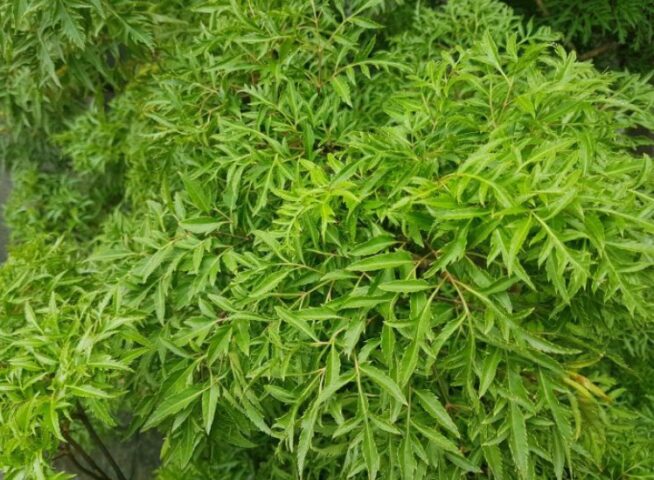 Cách Nấu Cao Đinh Lăng Chi Tiết Nhất