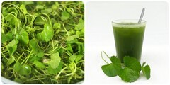 Lưu ý khi sử dụng rau má để đảm bảo món canh rau má không bị đắng và an toàn
