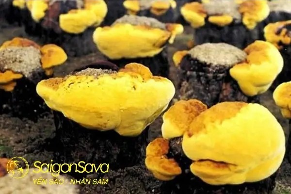 Nấm thượng hoàng, loại nấm bắt nguồn gốc từ Brazil, có khả năng tăng cường hệ miễn dịch và hỗ trợ điều trị nhiều bệnh lý