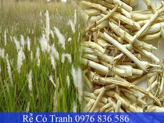 Nước rễ cỏ tranh thanh mát, giải nhiệt tự nhiên, cách nấu đơn giản tại nhà