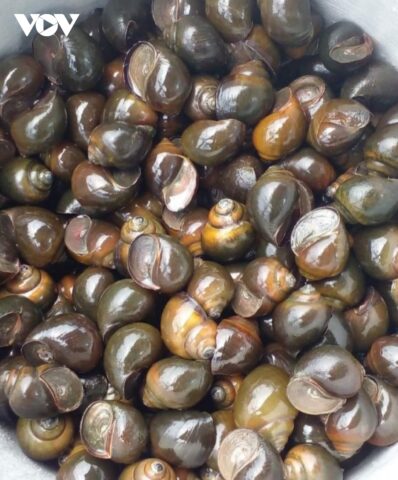 oc buou den ban ra thi truong tu 80.000 dong den 90.000 dong kg