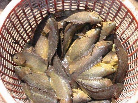 Chọn cá rô đồng tươi sống, chắc thịt để nấu canh bánh đa ngon
