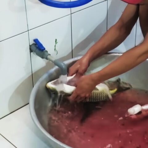 Hướng dẫn sơ chế cá chép sạch sẽ, loại bỏ mùi tanh