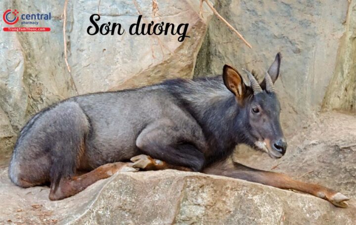 son duong 1 7703