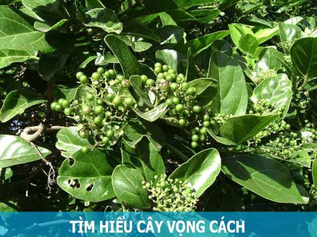 Cây vọng cách với lá xanh tươi, giúp nhận biết các đặc điểm để nấu nước uống có tác dụng tốt cho sức khỏe.