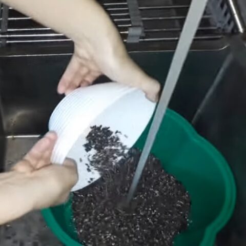 Vo và nấu nếp cẩm cho món chè nếp cẩm sữa chua