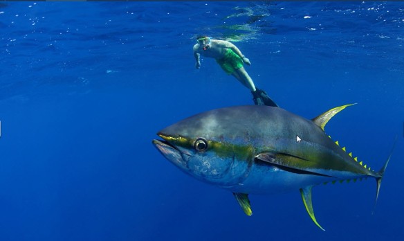 yf tuna 2